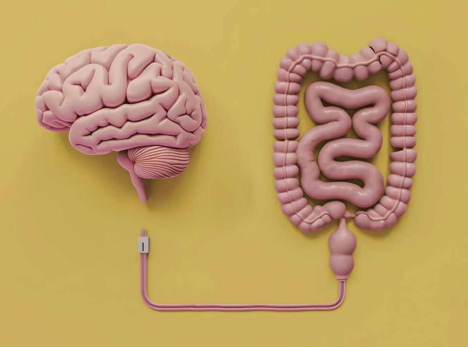 Microbieta intestinal